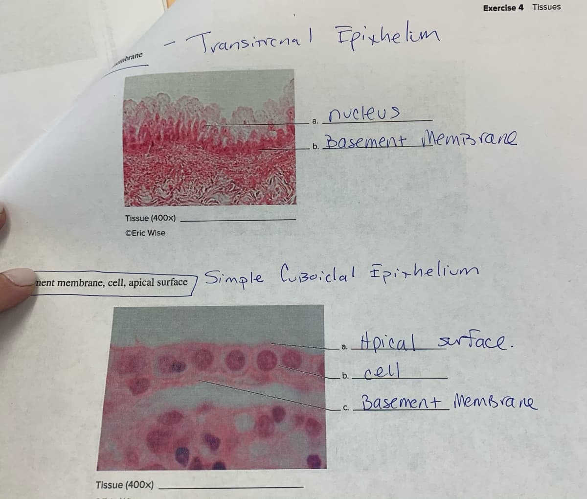 Exercise 4 Tissues
Transinena I Ipighelim
mbrane
nucleus
Basement MemBrane
b.
Tissue (400x)
©Eric Wise
pent membrane, cell, apical surface Simple CUBeicla! Epirhelium
Apical srface.
а.
b cell
Basement MemBrane
с.
Tissue (400x)
