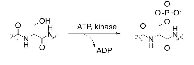 O-
O=P-O-
ОН
ATP, kinase
N.
ADP
IZ
ZI
ZI
