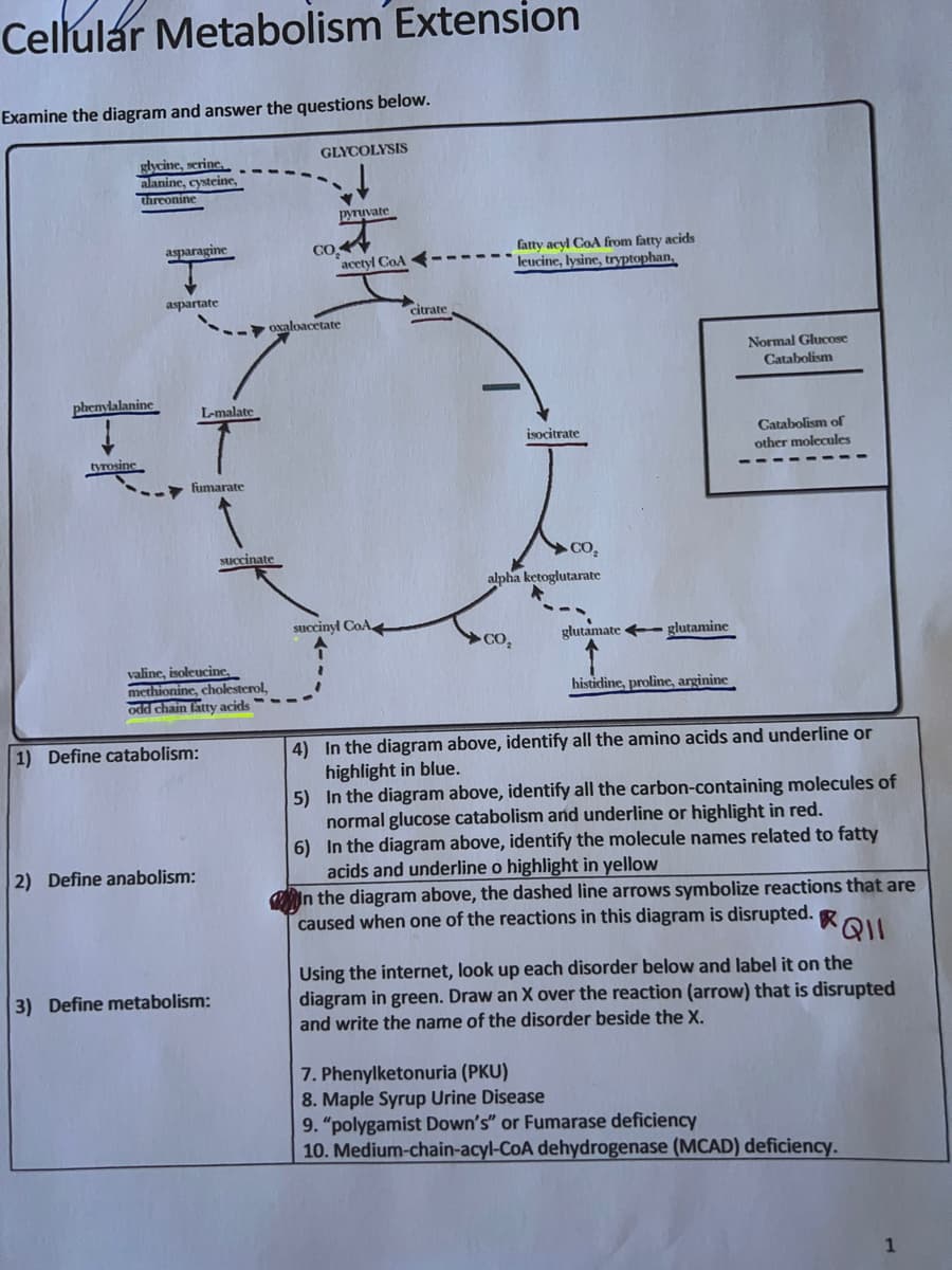 Cellular Metabolism Extension
Examine the diagram and answer the questions below.
GLYCOLYSIS
glycine, serine,
alanine, cysteine,
threonine
pyruvate
asparagine
acetyl CoA
aspartate
phenylalanine
tyrosine
L-malate
fumarate
fatty acyl CoA from fatty acids
leucine, lysine, tryptophan,
isocitrate
..
CO₂
alpha ketoglutarate
succinyl CoA
CO₂
glutamate glutamine
histidine, proline, arginine
4) In the diagram above, identify all the amino acids and underline or
highlight in blue.
5)
In the diagram above, identify all the carbon-containing molecules of
normal glucose catabolism and underline or highlight in red.
6)
In the diagram above, identify the molecule names related to fatty
acids and underline o highlight in yellow
In the diagram above, the dashed line arrows symbolize reactions that are
caused when one of the reactions in this diagram is disrupted. Q
Using the internet, look up each disorder below and label it on the
diagram in green. Draw an X over the reaction (arrow) that is disrupted
and write the name of the disorder beside the X.
7. Phenylketonuria (PKU)
8. Maple Syrup Urine Disease
9. "polygamist Down's" or Fumarase deficiency
10. Medium-chain-acyl-CoA dehydrogenase (MCAD) deficiency.
1) Define catabolism:
2) Define anabolism:
3) Define metabolism:
CO
oxaloacetate
succinate
valine, isoleucine,
methionine, cholesterol,
odd chain fatty acids
citrate
Normal Glucose
Catabolism
Catabolism of
other molecules
1