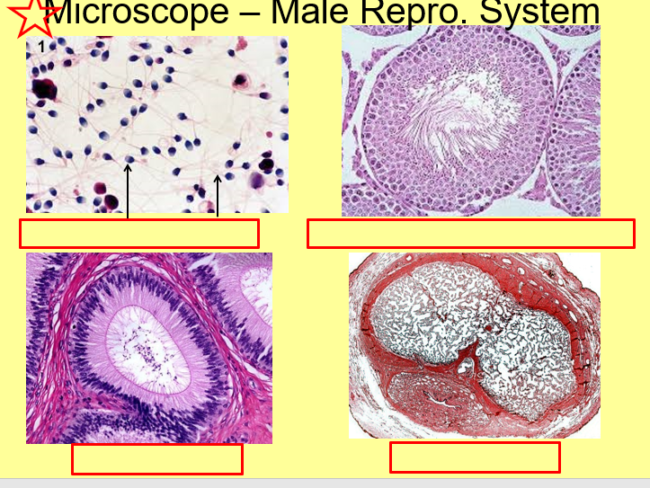 Microscope – Male Repro. System
028