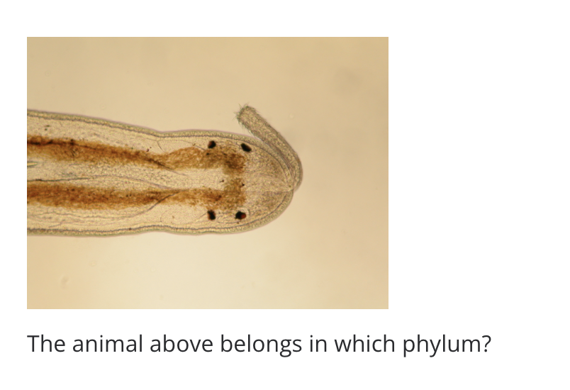 The animal above belongs in which phylum?
