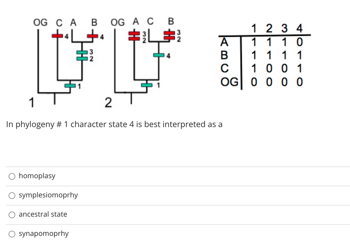OG C A B
OG A C В
1 2 3 4
キL字
11 10
1 1 1 1
1 00 1
OG 0 0 0
1
2
In phylogeny # 1 character state 4 is best interpreted as a
O homoplasy
symplesiomoprhy
ancestral state
O synapomoprhy
