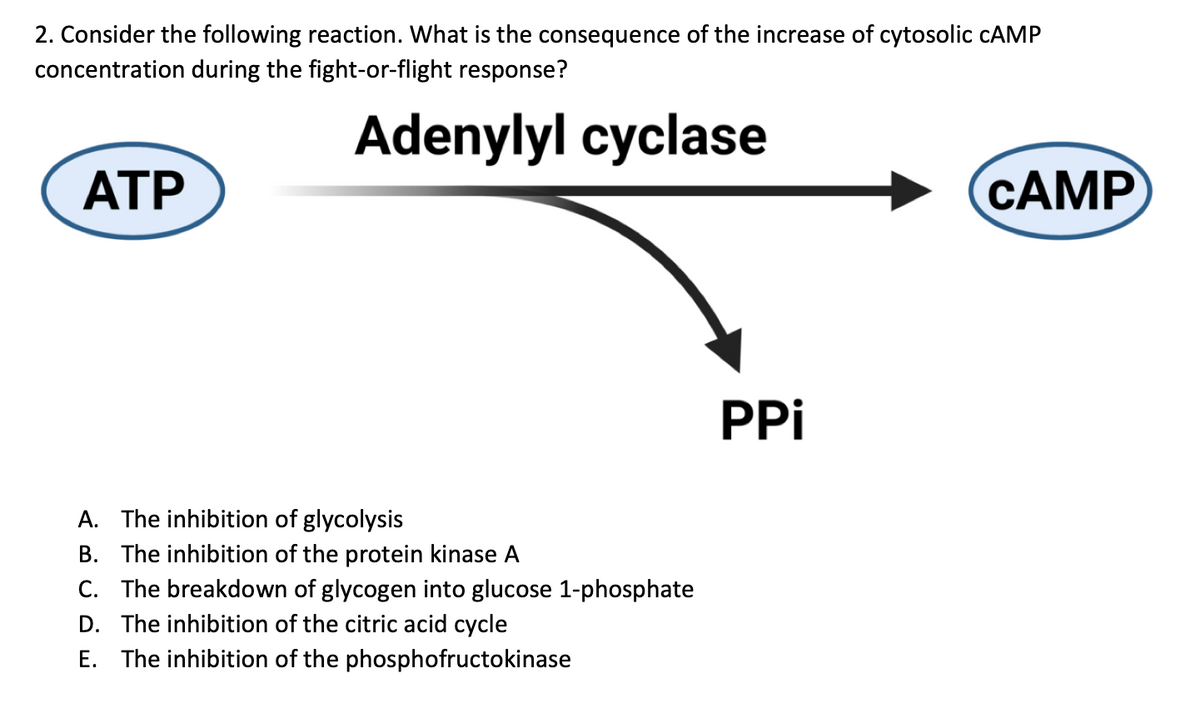 2. Consider the following reaction. What is the consequence of the increase of cytosolic CAMP
concentration during the fight-or-flight response?
Adenylyl cyclase
ATP
A. The inhibition of glycolysis
B. The inhibition of the protein kinase A
C. The breakdown of glycogen into glucose 1-phosphate
D. The inhibition of the citric acid cycle
E. The inhibition of the phosphofructokinase
PPi
CAMP