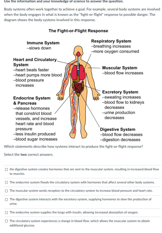 Use the information and your knowledge of science to answer the question.
Body systems often work together to achieve a goal. For example, several body systems are involved
when the body engages in what is known as the "fight-or-flight" response to possible danger. The
diagram shows the body systems involved in this response.
The Fight-or-Flight Response
Immune System
-slows down
Respiratory System
-breathing increases
-more oxygen consumed
Heart and Circulatory.
System
-heart beats faster
Muscular System
-blood flow increases
-heart pumps more blood
-blood pressure
increases
Endocrine System
& Pancreas
Excretory System
-sweating increases
-blood flow to kidneys
-release hormones
decreases
-urine production
decreases
that constrict blood
vessels, and increase
heart rate and blood
Digestive System
-blood flow decreases
-digestion decreases
pressure
-less insulin produced
-blood sugar increases
Which statements describe how systems interact to produce the fight-or-flight response?
Select the two correct answers.
O the digestive system creates hormones that are sent to the muscular system, resulting in increased blood flow
to muscles.
O The endocrine system floods the circulatory system with hormones that affect several other body systems.
O The muscular system sends receptors to the circulatory system to increase blood pressure and heart rate.
O The digestive system interacts with the excretory system, supplying hormones to slow the production of
urine.
O The endocrine system supplies the lungs with insulin, allowing increased absorption of oxygen.
O The circulatory system experiences a change in blood flow, which allows the muscular system to obtain
additional glucose.
