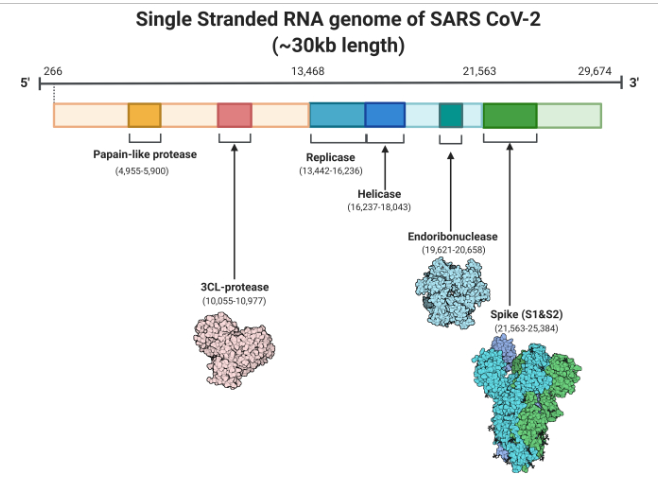 Single Stranded RNA genome of SARS CoV-2
(~30kb length)
21,563
29,674
H 3'
266
13,468
5' F
Papain-like protease
(4,955-5,900)
Replicase
(13,442-16,236)
Helicase
(16,237-18,043)
Endoribonuclease
(19,621-20,658)
3CL-protease
(10,055-10,977)
Spike (S1&S2)
(21,563-25,384)
