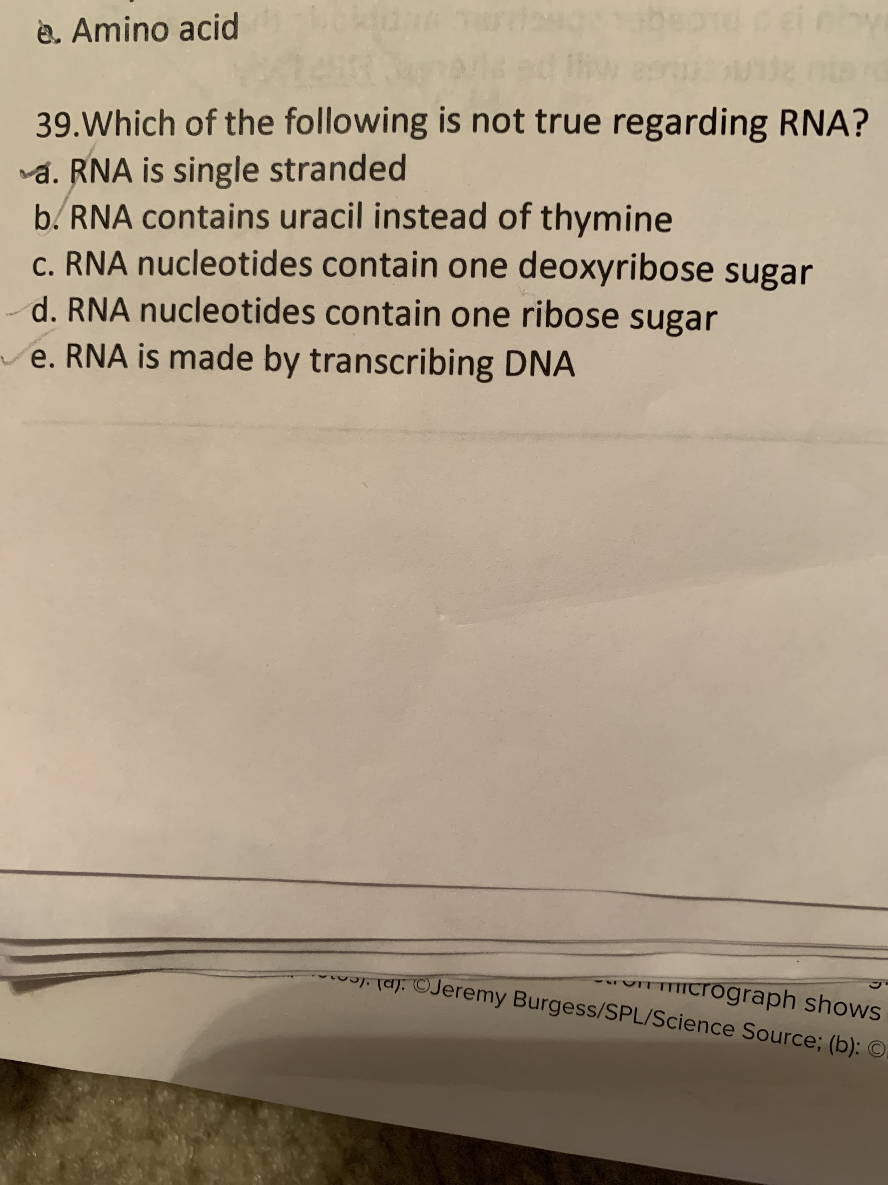 eir
è. Amino acid
39.Which of the following is not true regarding RNA?
a. RNA is single stranded
b. RNA contains uracil instead of thymine
c. RNA nucleotides contain one deoxyribose sugar
d. RNA nucleotides contain one ribose sugar
e. RNA is made by transcribing DNA
UITTTIcrograph shows
a). ©Jeremy Burgess/SPL/Science Source; (b): ©
