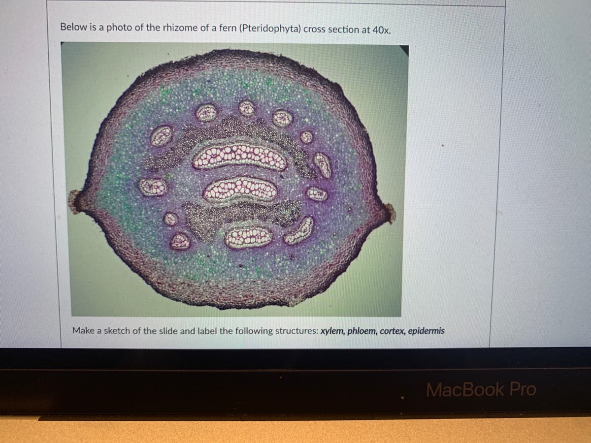 Below is a photo of the rhizome of a fern (Pteridophyta) cross section at 40x.
Make a sketch of the slide and label the following structures: xylem, phloem, cortex, epidermis
MacBook Pro
