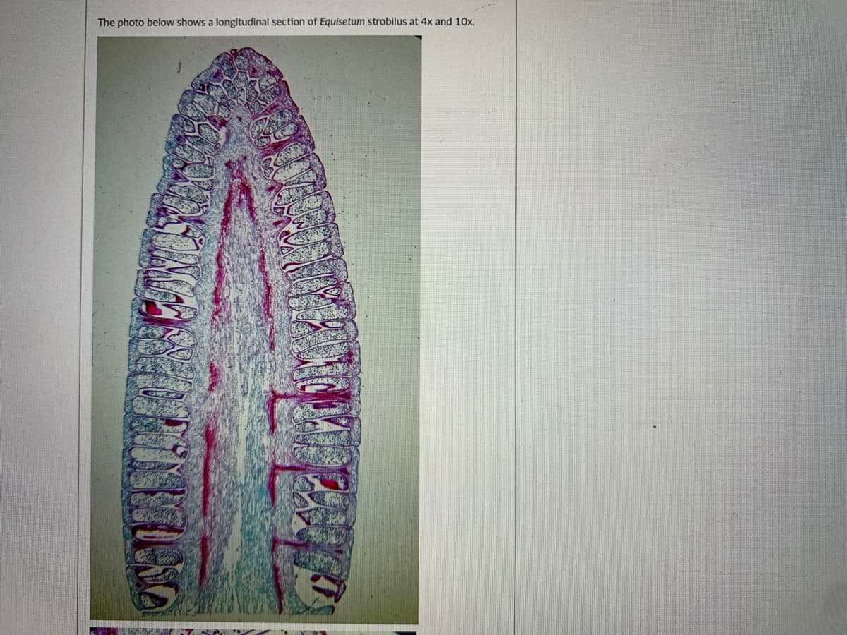 The photo below shows a longitudinal section of Equisetum strobilus at 4x and 10x.
