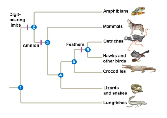 Amphibians
Digit-
bearing
limbs
Mammals
Ostriches
Feathers
6
Amnion
Hawks and
other birds
.Crocodiles
Lizards
and snakes
Lungfishes

