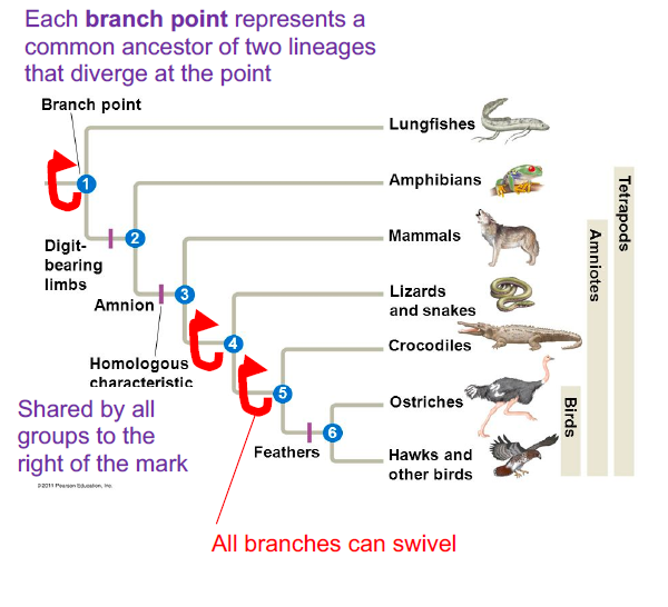 Each branch point represents a
common ancestor of two lineages
that diverge at the point
Branch point
Lungfishes
Amphibians
10
. Mammals
Digit-
bearing
limbs
Lizards
Amnion
and snakes
Crocodiles
Homologous
characteristic
Ostriches
Shared by all
groups to the
right of the mark
10
Feathers
Hawks and
other birds
Po Peen aton, e
All branches can swivel
Tetrapods
Amniotes
Birds
