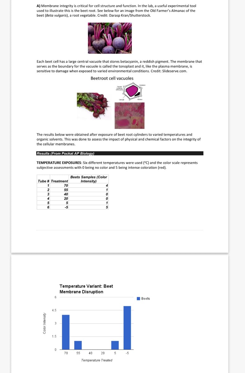 A) Membrane integrity is critical for cell structure and function. In the lab, a useful experimental tool
used to illustrate this is the beet root. See below for an image from the Old Farmer's Almanac of the
beet (Beta vulgaris), a root vegetable. Credit: Darasp Kran/Shutterstock.
Each beet cell has a large central vacuole that stores betacyanin, a reddish pigment. The membrane that
serves as the boundary for the vacuole is called the tonoplast and it, like the plasma membrane, is
sensitive to damage when exposed to varied environmental conditions. Credit: Slideserve.com.
Beetroot cell vacuoles
The results below were obtained after exposure of beet root cylinders to varied temperatures and
organic solvents. This was done to assess the impact of physical and chemical factors on the integrity of
the cellular membranes.
Results (From Pockat AP Biology)
TEMPERATURE EXPOSURES: Six different temperatures were used (°C) and the color scale represents
subjective assessments with 0 being no color and 5 being intense coloration (red).
Beets Samples (Color
Intensity)
Tube # Treatment
1
70
2
55
1
3
40
20
5
6
-5
5
Temperature Variant: Beet
Membrane Disruption
I Beets
I J
4.5
1.5
70
55
40
20
5 -5
Temperature Treated
