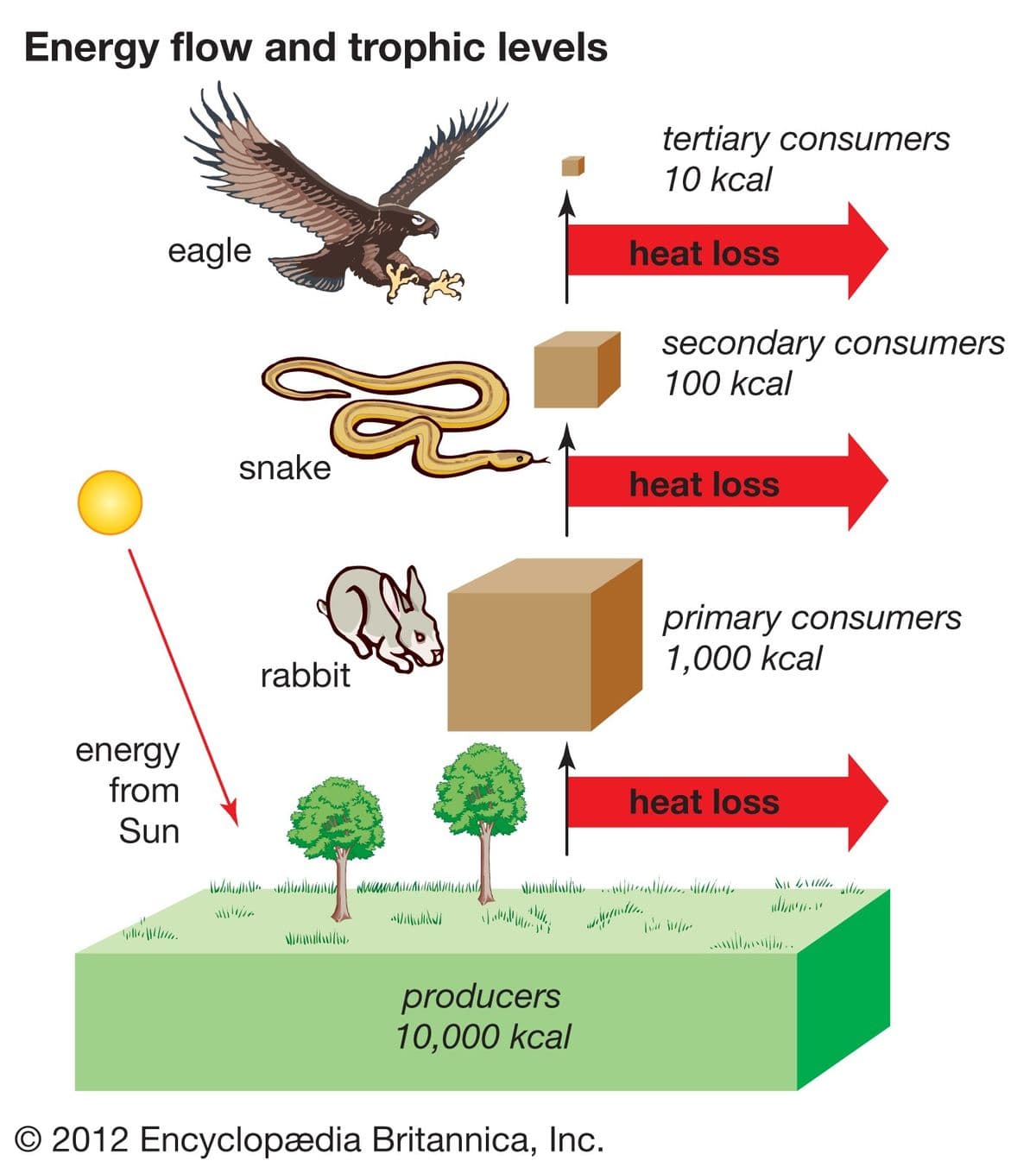 Energy flow and trophic levels
tertiary consumers
10 kcal
eagle
heat loss
secondary consumers
100 kcal
snake
heat loss
primary consumers
1,000 kcal
rabbit
energy
from
heat loss
Sun
ullier
producers
10,000 kcal
© 2012 Encyclopædia Britannica, Inc.
