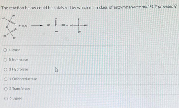 The reaction below could be catalyzed by which main class of enzyme (Name and EC# provided)?
HO
HO
OH
OH
+ H₂O
O 4 Lyase
O 5 Isomerase
O 3 Hydrolase
O 1 Oxidoreductase
O2 Transferase
O 6 Ligase
++
OH + HO
OH
HO
4
OH
OH