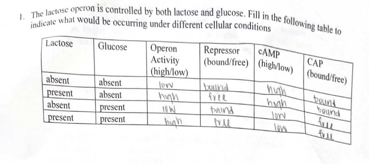 1. The lactose operon is controlled by both lactose and glucose. Fill in the following table to
indicate what would be occurring under different cellular conditions
Lactose
absent
present
absent
present
Glucose Operon
Activity
(high/low)
absent
absent
present
present
low
high
10W
high
CAMP
Repressor
(bound/free) (high/low)
bound
free
buind
will
high
high
low
CAP
(bound/free)
bound
free
full
