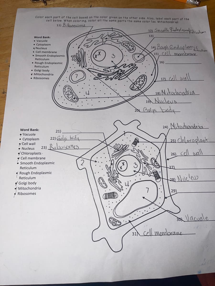 Color each part of the cell based on the color given on the ot her side. Also, label each part of the
cell below. When coloring, color all the same parts the same color (ex. Mitochondria)
11) Ribosome
12) Smooth Fndorlasmaiculum
13)
Word Bank:
• Vacuole
• Cytoplasm
•/Nucleus
• Cell membrane
• Smooth Endoplasmic
14) Rough Cndaplesmi fulom
15) Cell membrane
Reticulum
16)
Rough Endoplasmic
Reticulum
• Golgi body
* Mitochondria
• Ribosomes
17) ell wall
19) Mitodhandria
19 Nucleus
201 Gulpi baidy
24) Mitachondria
Word Bank:
21)
Vacuole
• Cytoplasm
Cell wall
• Nucleus
22) Galgi bedy
23) Rubosomes
23 chlacoplast
26) Cell wall
y Chloroplasts
y Cell membrane
• Smooth Endoplasmic
Reticulum
27)
* Rough Endoplasmic
Reticulum
281 Nucleus
Golgi body
• Mitochondria
• Ribosomes
29)
JOlacuole
31 Cell membrane
