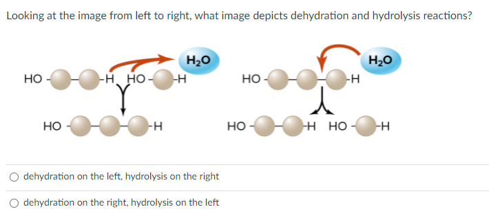 Looking at the image from left to right, what image depicts dehydration and hydrolysis reactions?
H20
H2O
Но
-н. но-
но-
но
но
н но-
-H
dehydration on the left, hydrolysis on the right
dehydration on the right, hydrolysis on the left
