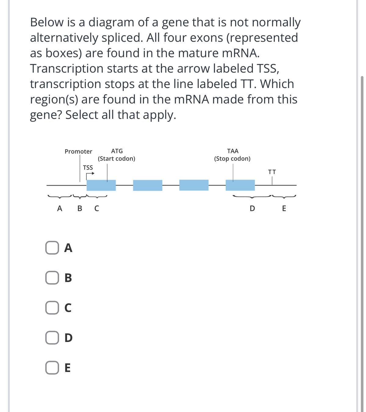 Below is a diagram of a gene that is not normally
alternatively spliced. All four exons (represented
as boxes) are found in the mature mRNA.
Transcription starts at the arrow labeled TSS,
transcription stops at the line labeled TT. Which
region(s) are found in the mRNA made from this
gene? Select all that apply.
Promoter
A
A B C
B
C
D
TSS
E
ATG
(Start codon)
TAA
(Stop codon)
TT
D E