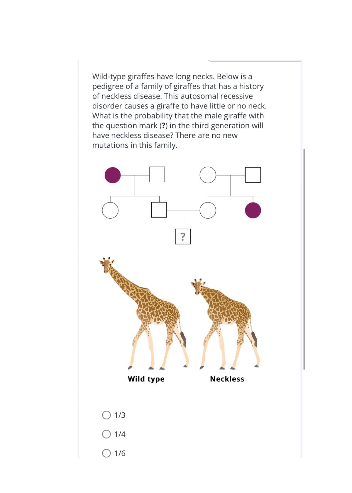 Wild-type giraffes have long necks. Below is a
pedigree of a family of giraffes that has a history
of neckless disease. This autosomal recessive
disorder causes a giraffe to have little or no neck.
What is the probability that the male giraffe with
the question mark (?) in the third generation will
have neckless disease? There are no new
mutations in this family.
1/3
O 1/4
O 1/6
1.
Wild type
Neckless