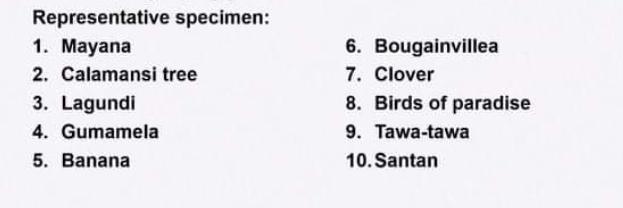 Representative specimen:
1. Mayana
2. Calamansi tree
6. Bougainvillea
7. Clover
8. Birds of paradise
9. Tawa-tawa
3. Lagundi
4. Gumamela
5. Banana
10. Santan
