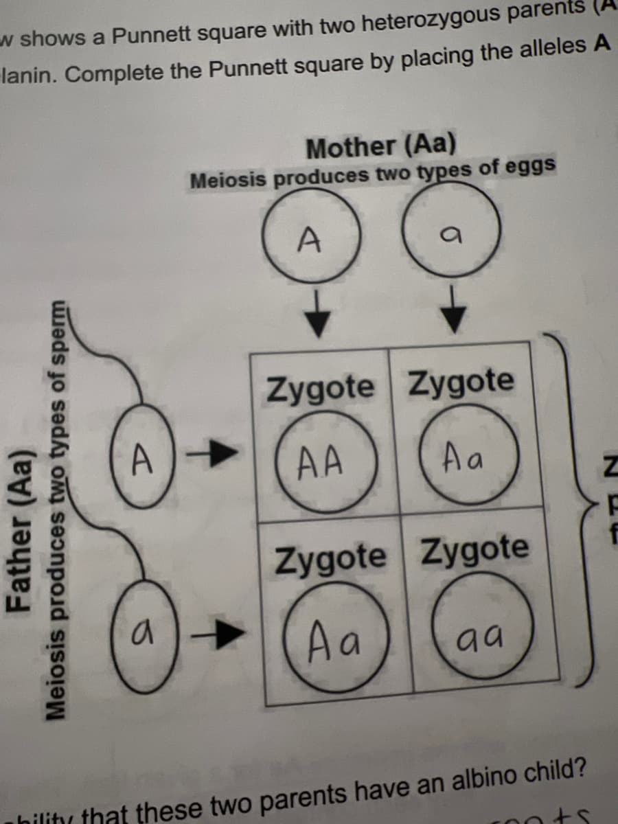 w shows a Punnett square with two heterozygous parents
lanin. Complete the Punnett square by placing the alleles A
Mother (Aa)
Meiosis produces two types of eggs
A
Zygote Zygote
A
AA
A a
Zygote Zygote
a
Aa
aa
hility that these two parents have an albino child?
Father (Aa)
Meiosis produces two types of sperm
