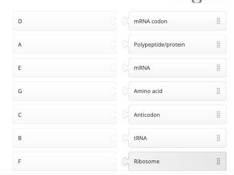 D
A
E
G
с
B
FL
ça
दर्द
ca
ça
ça
Ca
G G
mRNA codon
Polypeptide/protein
mRNA
Amino acid
Anticodon
tRNA
Ribosome
****
*****
****
****
****
****
****
****
****
****
****