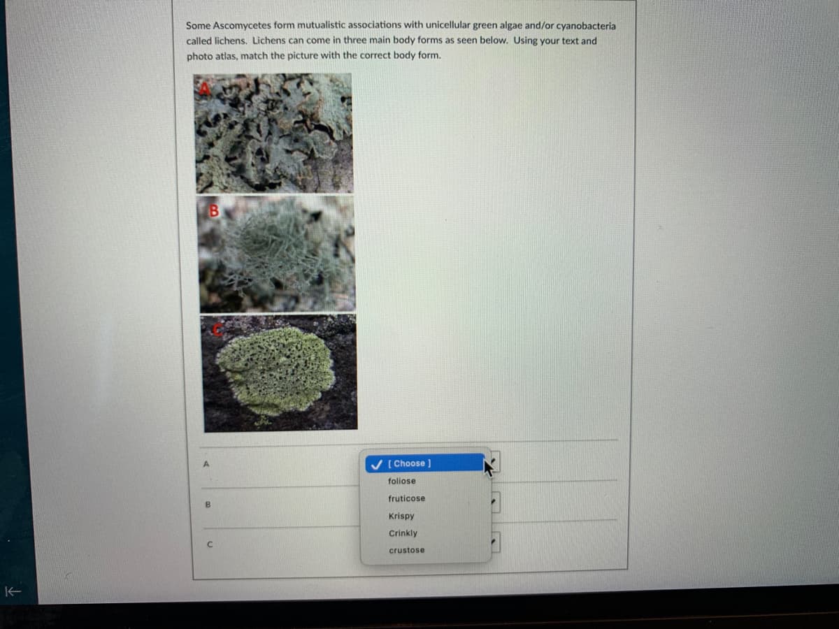 Some Ascomycetes form mutualistic associations with unicellular green algae and/or cyanobacteria
called lichens. Lichens can come in three main body forms as seen below. Using your text and
photo atlas, match the picture with the correct body form.
V ( Choose ]
foliose
fruticose
Krispy
Crinkly
C.
crustose
