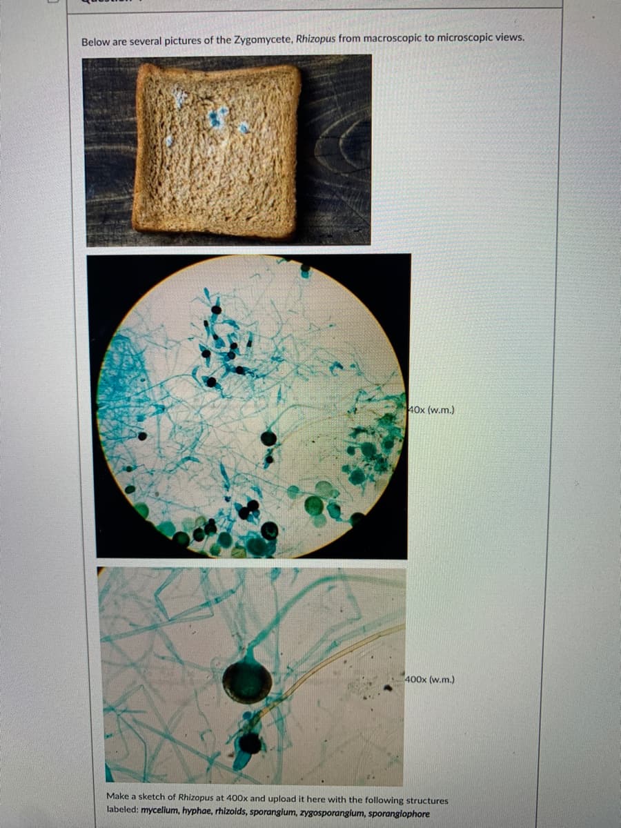 Below are several pictures of the Zygomycete, Rhizopus from macroscopic to microscopic views.
40x (w.m.)
400x (w.m.)
Make a sketch of Rhizopus at 400x and upload it here with the following structures
labeled: mycelum, hyphae, rhizoids, sporangium, zygosporangium, sporangiophore
