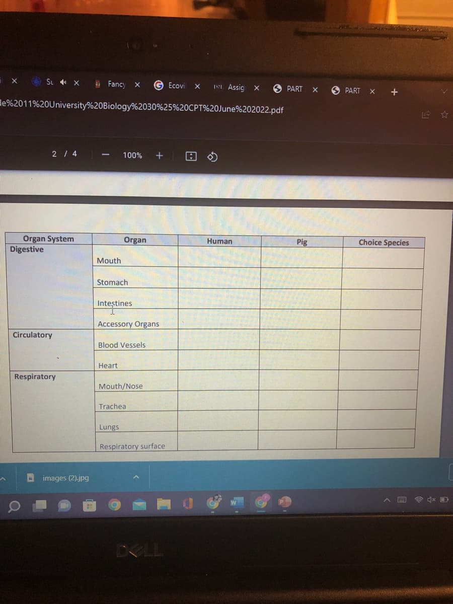 SL 4 X Fancy
GEcovil X 11. Assig X
e%2011%20University%20Biology % 2030%25%20CPT%20June%202022.pdf
2 / 4
100%
A
Pig
Organ System
Digestive
Circulatory
Respiratory
A
images (2).jpg
Organ
+
Mouth
Stomach
Intestines
Accessory Organs
Blood Vessels
Heart
Mouth/Nose
Trachea
Lungs
Respiratory surface
DELL
Human
PART X
PART
Choice Species
☎4x0