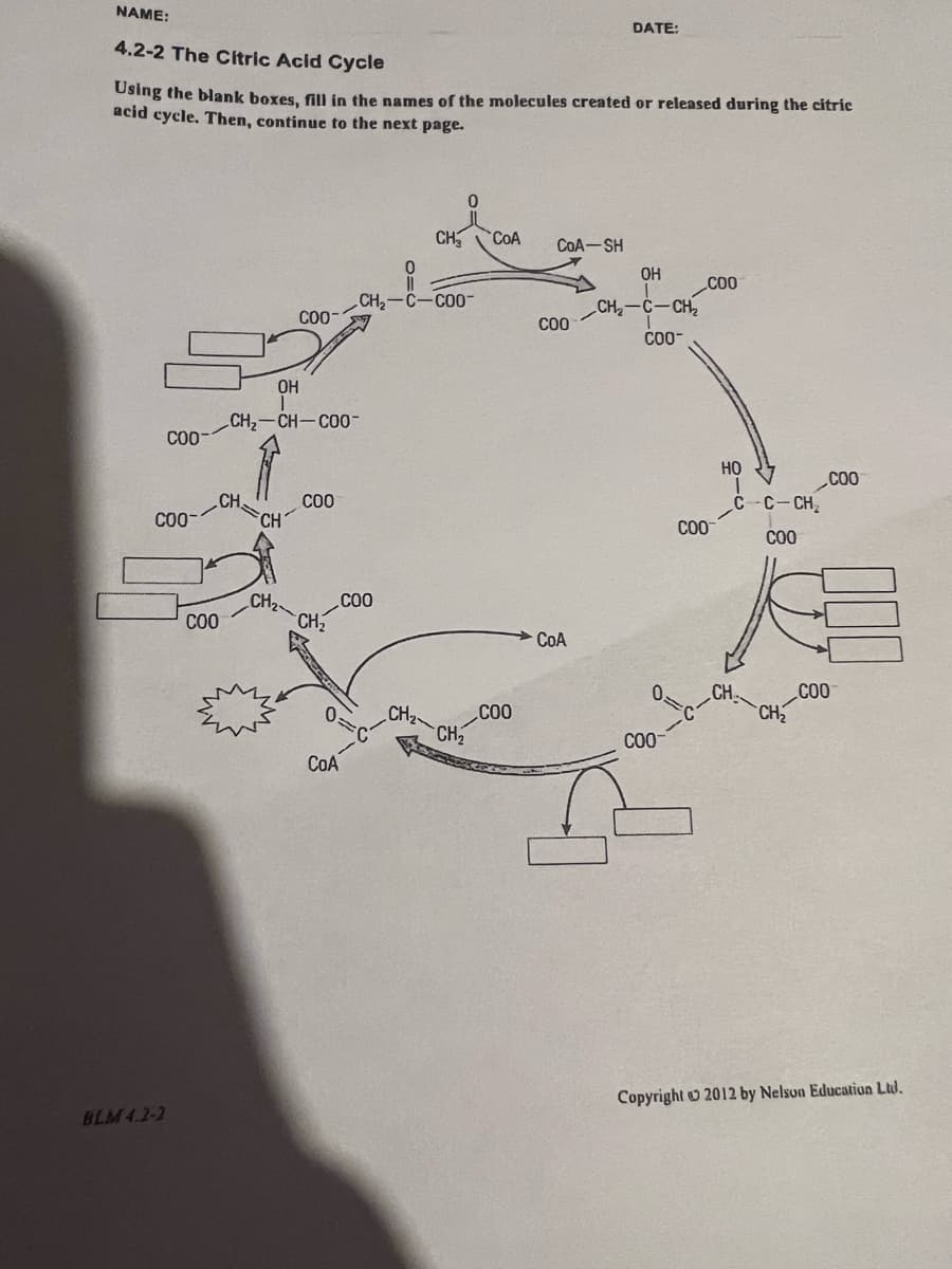 NAME:
4.2-2 The Citric Acid Cycle
Using
the blank boxes, fill in the names of the molecules created or released during the citric
acid cycle. Then, continue to the next page.
COO-
COO-
BLM 4.2-2
COO
CH
OH
CH₂-CH-COO-
CH
COO-
CH₂
COO
CH₂
COA
CH₂-C-COO-
COO
CH
CH₂
0
CH₂
COA
COO
CoA-SH
COO
CoA
DATE:
OH
CH₂-C-CH₂
COO-
COO-
COO
COO
HỌ
C-C-CH₂
COO
COO
COO
Copyright 2012 by Nelson Education Ltd.
