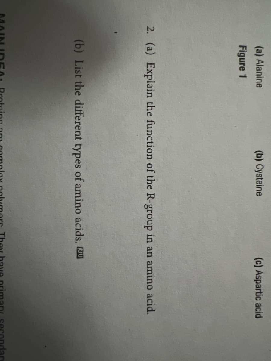 (a) Alanine
Figure 1
(b) Cysteine
(c) Aspartic acid
2. (a) Explain the function of the R-group in an amino acid.
(b) List the different types of amino acids.