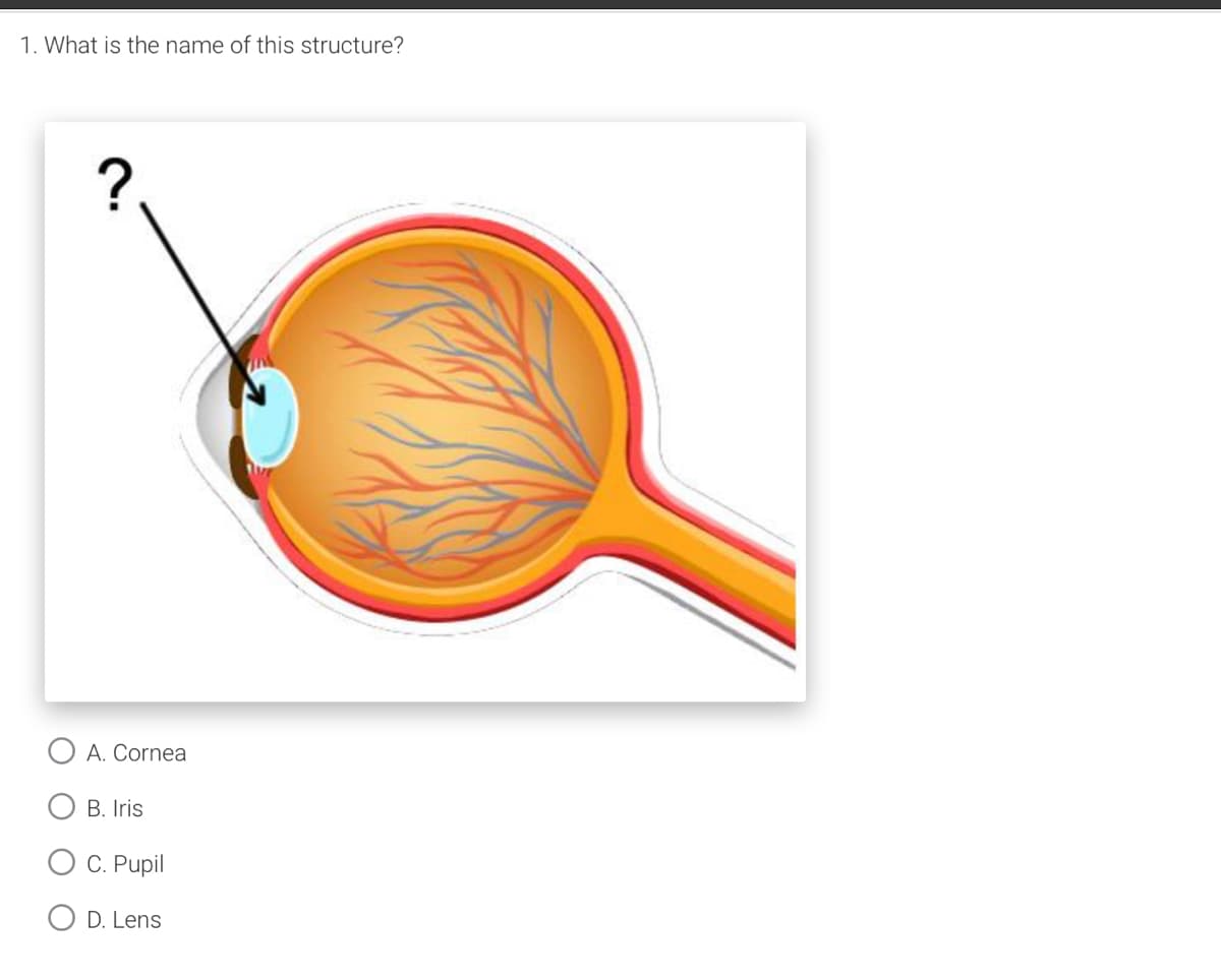1. What is the name of this structure?
?
O A. Cornea
B. Iris
C. Pupil
O D. Lens