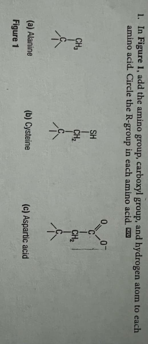 1. In Figure 1, add the amino group, carboxyl group, and hydrogen atom to each
amino acid. Circle the R-group in each amino acid. KIU
CH3
(a) Alanine
Figure 1
SH
CH₂
(b) Cysteine
0=
0-
CH₂
(c) Aspartic acid