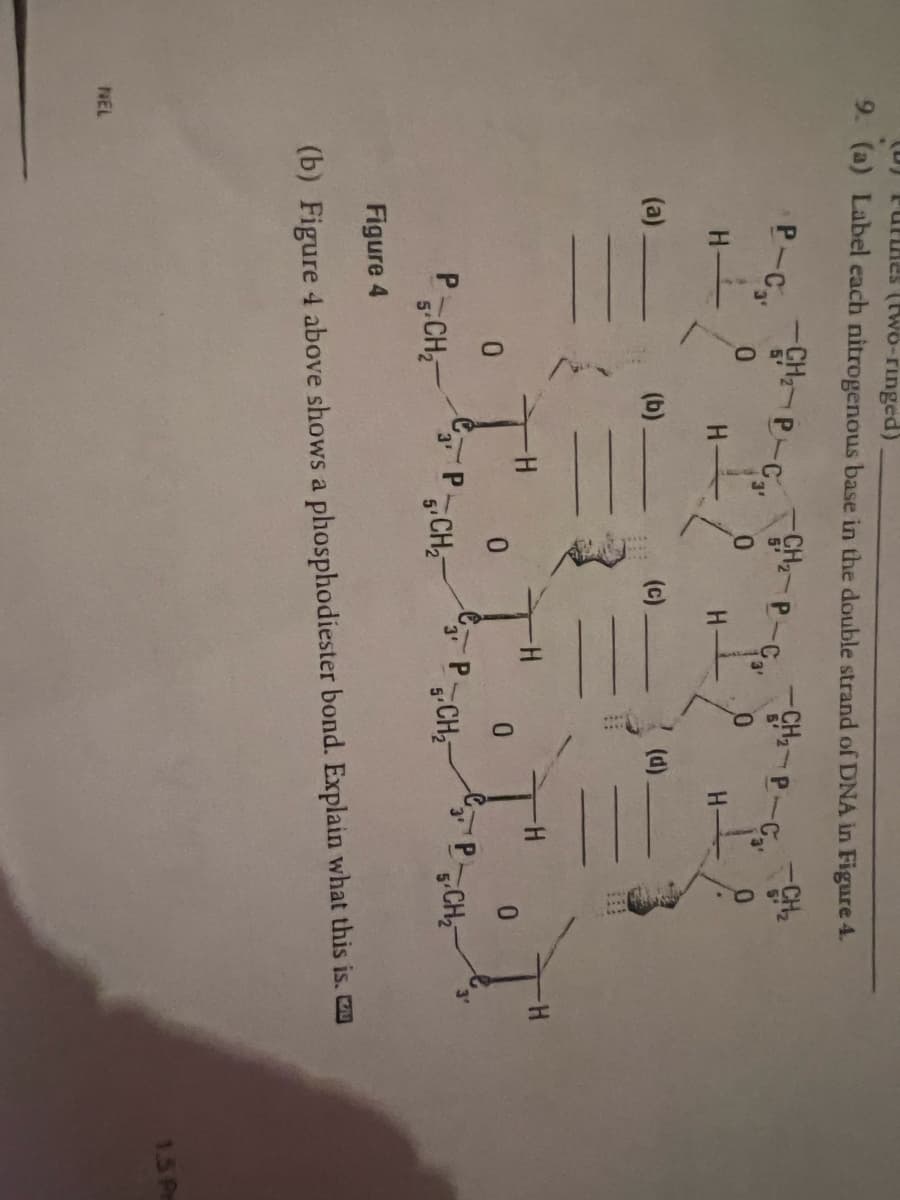 Pues (two-ringed)
9. (a) Label each nitrogenous base in the double strand of DNA in Figure 4.
NEL
P-C.₂.
H-
(a)
-CH₂-P-C₂
5'
0
PCH₂
(b)
-Н
-CH₂-P-C₂
5'
0
PCH₂
CH₂-P-C₂
H
0
I'
P
5'
0
(d)
3' CH₂
H
PCH₂
Figure 4
(b) Figure 4 above shows a phosphodiester bond. Explain what this is.
1.5 Pr