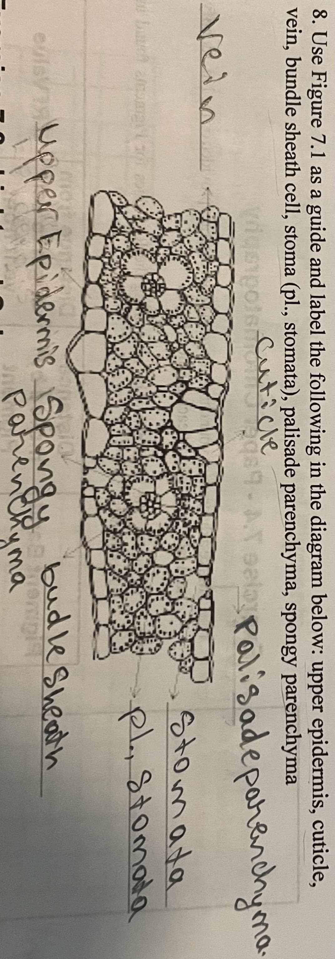 8. Use Figure 7.1 as a guide and label the following in the diagram below: upper epidermis, cuticle,
vein, bundle sheath cell, stoma (pl., stomata), palisade parenchyma, spongy parenchyma
1510016
Tools-Cuti 9.A.T se Palisade parenchyma
घ
vein
i bart alum21
stomata
pl., Stomata
olay upper Epidermis Spongy budle Sheath
ута