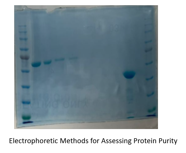 Electrophoretic Methods for Assessing Protein Purity
