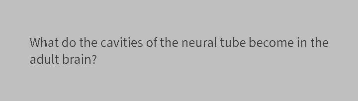 What do the cavities of the neural tube become in the
adult brain?
