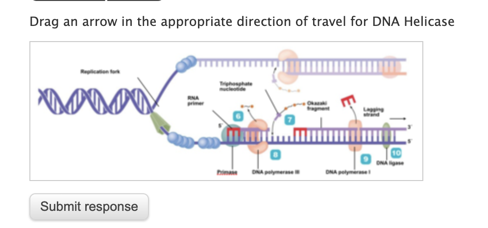 Drag an arrow in the appropriate direction of travel for DNA Helicase
Repilication fork
Tihosphate
ucleotide
RNA
primer
Okazaki
gment
Lagging
strand
ONA gne
himae
DNA polymerase
DNA polymerase
Submit response
