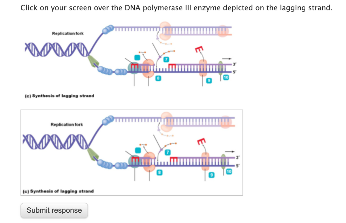 Click on your screen over the DNA polymerase III enzyme depicted on the lagging strand.
Replication fork
3
5'
(c) Synthesis of lagging strand
Replication fork
(c) Synthesis of lagging strand
Submit response
