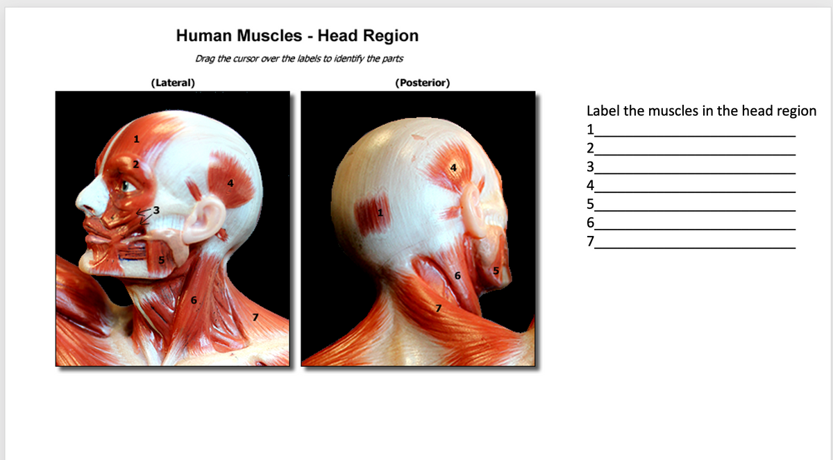 Human Muscles - Head Region
Drag the cursor over the labels to identify the parts
(Lateral)
(Posterior)
Label the muscles in the head region
1
2
3.
4
6.
7.
