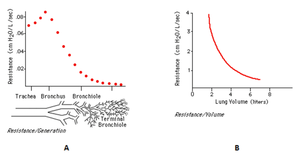 .06
.04-
.02-
Trachea Bronchus
Bronchiole
2
4
8.
Lung Volume (liters)
Resistance.Yolume
Terminal
Bronchiole
Resistance.Generstion
A
В
Resistance (cm H20/L /sec)
Resistance (cm H20/L/sec)
2-
