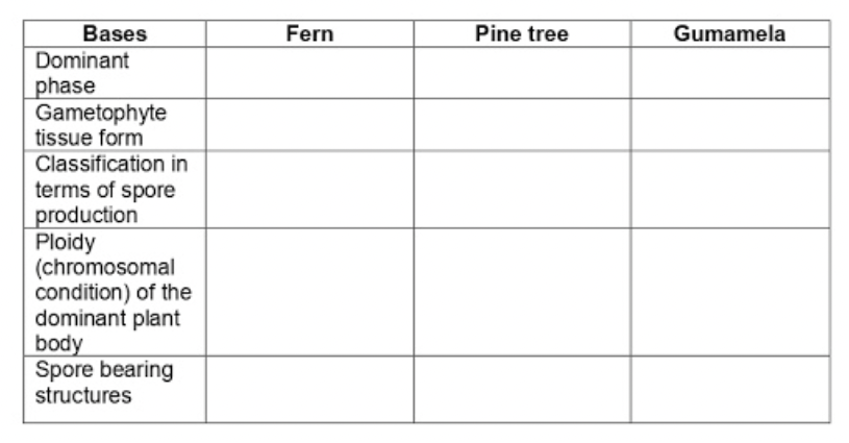 Bases
Fern
Pine tree
Gumamela
Dominant
phase
Gametophyte
tissue form
Classification in
terms of spore
production
Ploidy
(chromosomal
condition) of the
dominant plant
body
Spore bearing
structures
