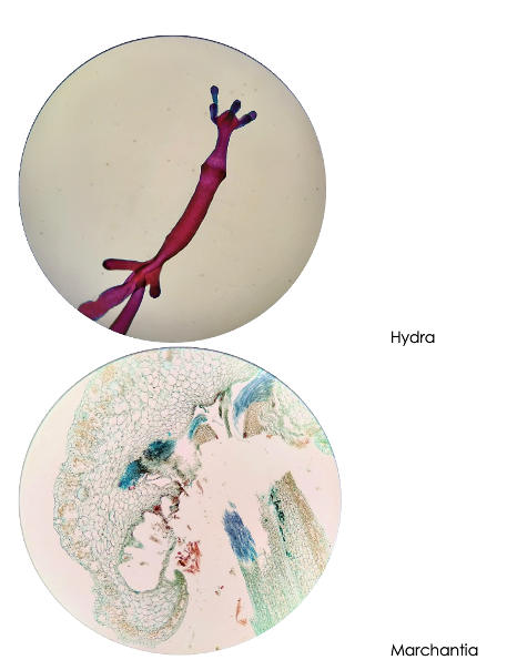 Hydra
Marchantia
