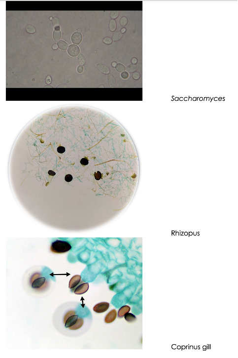 Saccharomyces
Rhizopus
Coprinus gill
