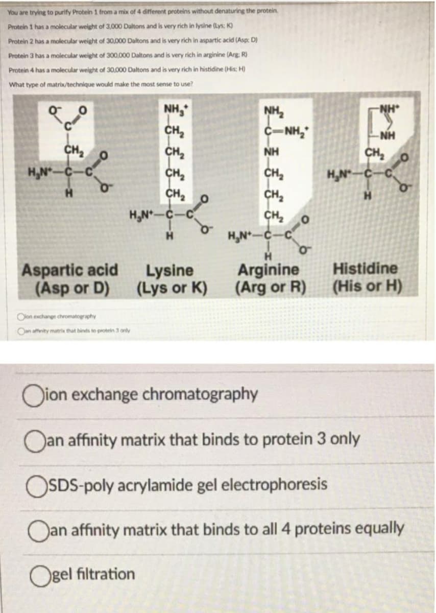 You are trying to purify Protein 1 from a mix of 4 different proteins without denaturing the protein.
Protein 1 has a molecular weight of 3,000 Daltons and is very rich in lysine (Lys; K)
Protein 2 has a molecular weight of 30,000 Daltons and is very rich in aspartic acid (Asp: D)
Protein 3 has a molecular weight of 300,000 Daltons and is very rich in arginine (Arg: R)
Protein 4 has a molecular weight of 30,000 Daltons and is very rich in histidine (His: H)
What type of matrix/technique would make the most sense to use?
NH,
CH2
CH2
CH2
NH
NH2
C-NH,
NH
NH
CH,
H,N-C
CH,
CH2
CH2
H,N-C
H,N*-C-
H.
H.
H,N-C
C
H
H
Aspartic acid
(Asp or D)
Arginine
(Arg or R)
Histidine
Lysine
(Lys or K)
(His or H)
Olon exchange chromatography
Oan affnity matrix that binds to protein 3 only
Oion exchange chromatography
Oan affinity matrix that binds to protein 3 only
OSDS-poly acrylamide gel electrophoresis
Oan affinity matrix that binds to all 4 proteins equally
Ogel filtration
