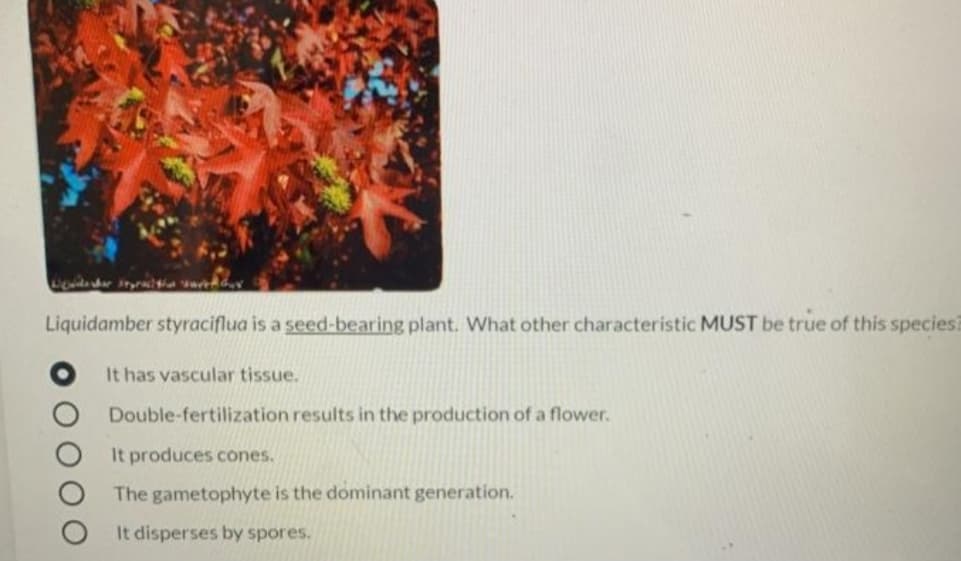 Liquidamber styraciflua is a seed-bearing plant. What other characteristic MUST be true of this species?
It has vascular tissue.
Double-fertilization results in the production of a flower.
It produces cones.
The gametophyte is the dominant generation.
It disperses by spores.
O O
