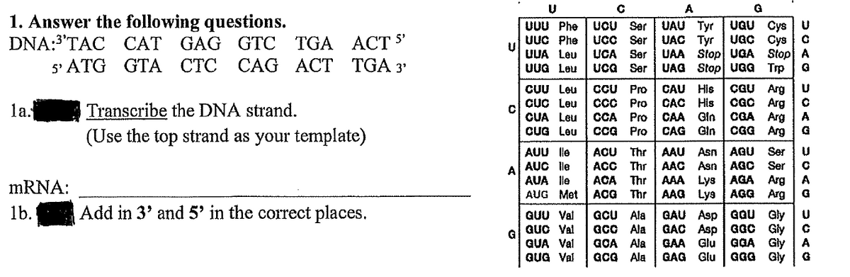 A
G
1. Answer the following questions.
DNA:3'TAC CAT GAG GTC TGA
5' ATG GTA CTC CAG ACT
UOU Ser
Ser
UCC
UAU Tyr
UAC Tyr
UAA Stop UGA
UGU
UUU Phe
UUC Phe
UUA Leu
UUG Leu
Cys
UGC Cys
Stop A
Trp
5'
ACT
TGA 3'
UCA
Uca
Ser
Ser
UAG Stop UUGG
CCU Pro
CUU Leu
CỤC Leu
CUA Leu
CUG Leu
Arg
Arg
A
CAU His
CGU
Pro
CÁC His
CGO
la.
Transcribe the DNA strand.
СВА Arg
CGG
CA
CAA
Gin
Pro
Pro
CAG Gin
Arg
(Use the top strand as your template)
G
AUU lle
AUC lle
Asn | AGU
Asn
AAA Lys
Thr
AAU
AAC
Ser
ACU
ACC
Thr
AGC
Ser
A
AUA lle
AUG Met
AGA
ACA
Thr
ACG Thr
Arg
A
MRNA:
AAG
Lys | AGG
Arg
lb.
Add in 3' and 5' in the correct places.
GCU Ala
acc Ala
GOA Ala
acG Ala
GAU Asp aGU Gly
GAC Asp
GAA
GAG Glu
GUU Val
GGC Gly
GGA Gly
Glu
GGG Gly
Guc Val
G
QUA Val
GUG Val
A
G
