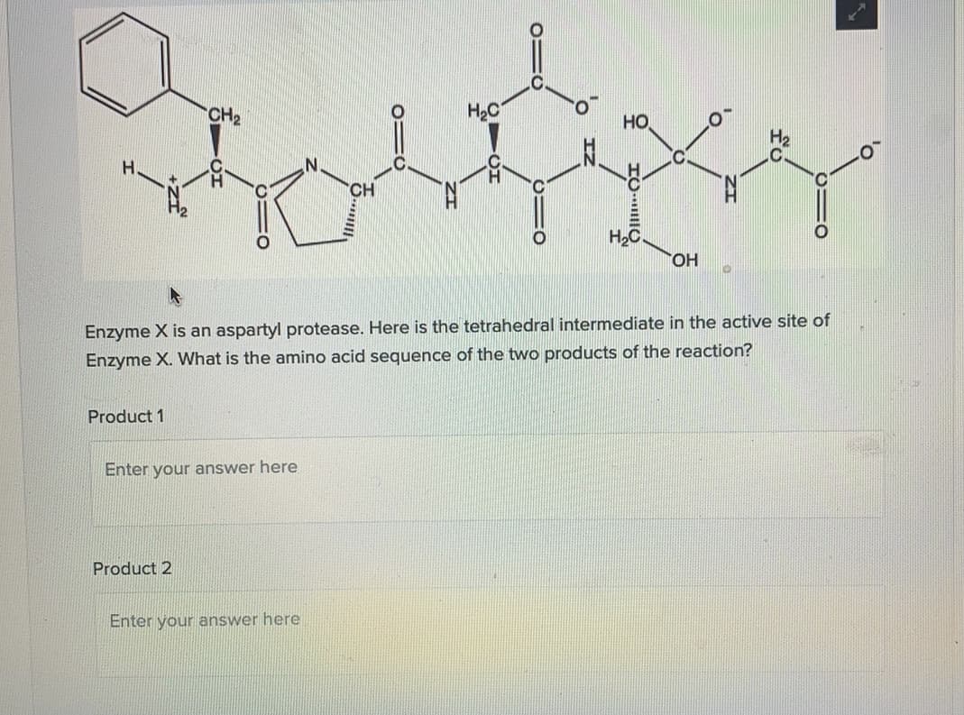CH2
H2C
HO
CH
HO,
Enzyme X is an aspartyl protease. Here is the tetrahedral intermediate in the active site of
Enzyme X. What is the amino acid sequence of the two products of the reaction?
Product 1
Enter your answer here
Product 2
Enter your answer here
