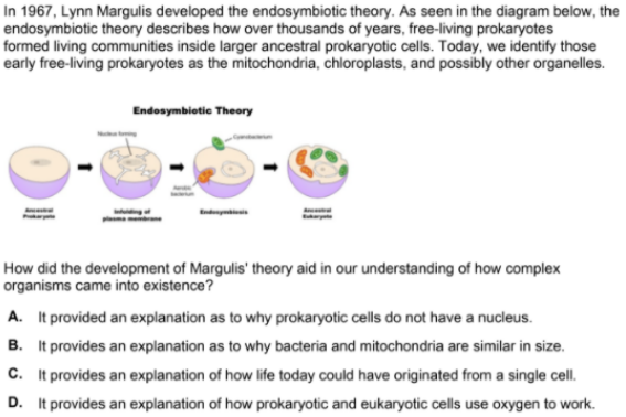 In 1967, Lynn Margulis developed the endosymbiotic theory. As seen in the diagram below, the
endosymbiotic theory describes how over thousands of years, free-living prokaryotes
formed living communities inside larger ancestral prokaryotic cells. Today, we identify those
early free-living prokaryotes as the mitochondria, chloroplasts, and possibly other organelles.
Endosymbiotie Theory
How did the development of Margulis' theory aid in our understanding of how complex
organisms came into existence?
A. It provided an explanation as to why prokaryotic cells do not have a nucleus.
B. It provides an explanation as to why bacteria and mitochondria are similar in size.
C. It provides an explanation of how life today could have originated from a single cell.
D. It provides an explanation of how prokaryotic and eukaryotic cells use oxygen to work.
