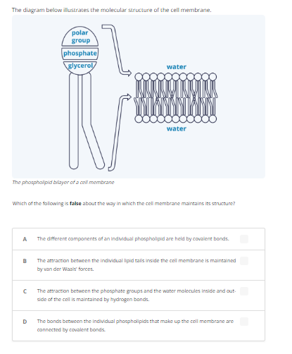 The diagram below illustrates the molecular structure of the cell membrane.
The phospholipid bilayer of a cell membrane
A
B
polar
group
с
phosphate
glycerol
Which of the following is false about the way in which the cell membrane maintains its structure?
D
water
water
The different components of an individual phospholipid are held by covalent bonds.
The attraction between the individual lipid tails inside the cell membrane is maintained
by van der Waals forces.
The attraction between the phosphate groups and the water molecules inside and out.
side of the cell is maintained by hydrogen bonds.
The bonds between the individual phospholipids that make up the cell membrane are
connected by covalent bonds.