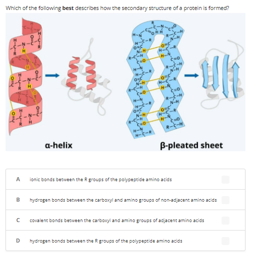 Which of the following best describes how the secondary structure of a protein is formed?
A
B
с
D
O=U
a-helix
H
O=C
N-H
R-C-H
C=0
H-N
H-C-R
O=C
N-H
R-C-H
C=O
H-N
O-C
N-H
R-C-H
C=O
H-N
N-H
0=
H-C-R
H-N
C=O
R-C-4
N-H
O=C
H-C-R
4-1
Ç=O
R-C-H
N-H
0=C
H-C-R
(=O
R-C-H
B-pleated sheet
ionic bonds between the R groups of the polypeptide amino acids
-Uh
hydrogen bonds between the carboxyl and amino groups of non-adjacent amino acids
covalent bonds between the carboxyl and amino groups of adjacent amino acids
hydrogen bonds between the R groups of the polypeptide amino acids
